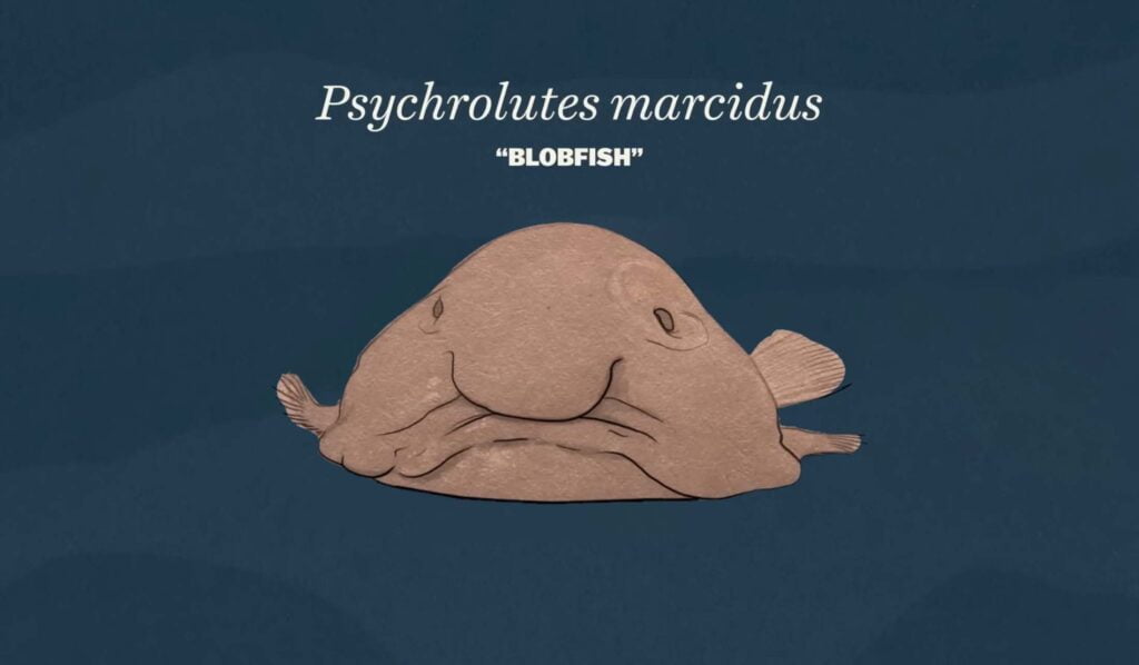 A drawing of a Blobfish