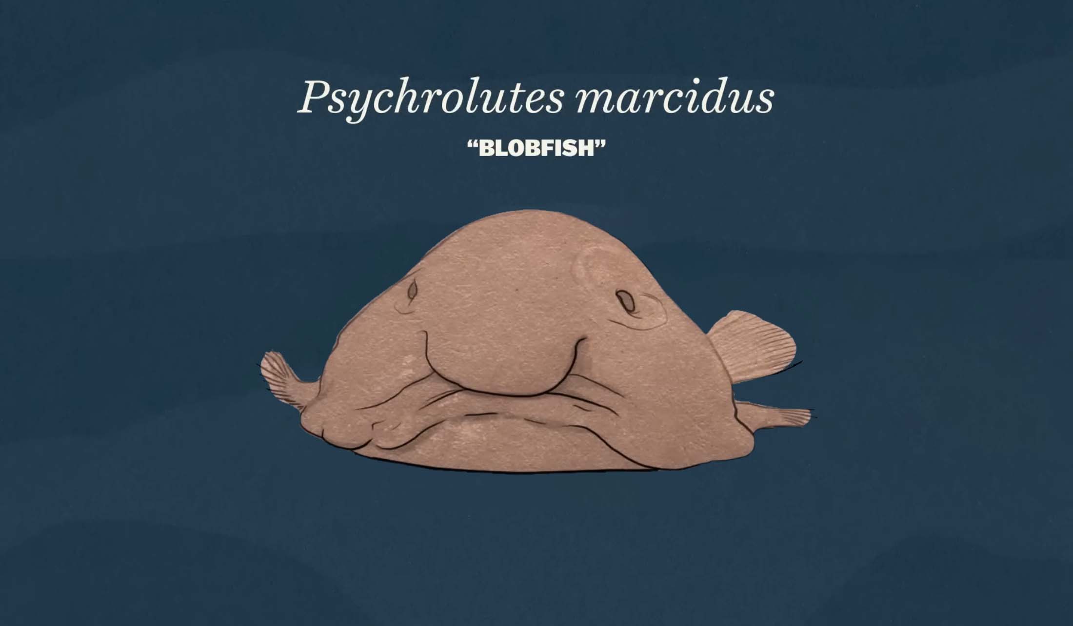 A drawing of a Blobfish