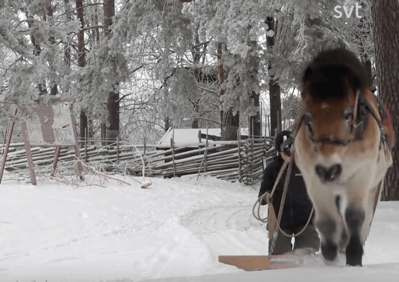 A horse drawing a snowplow
