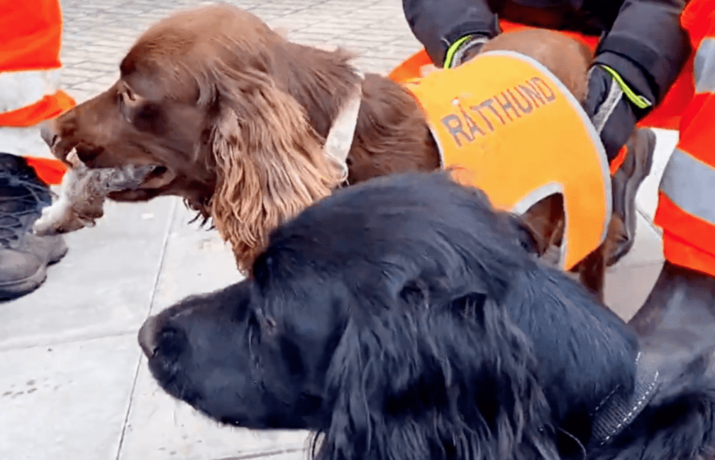 Two dogs of the special anti-rat task-force. Both dogs are border collies, one is brown, the other is black. The brown dog is holding a rat on its mouth